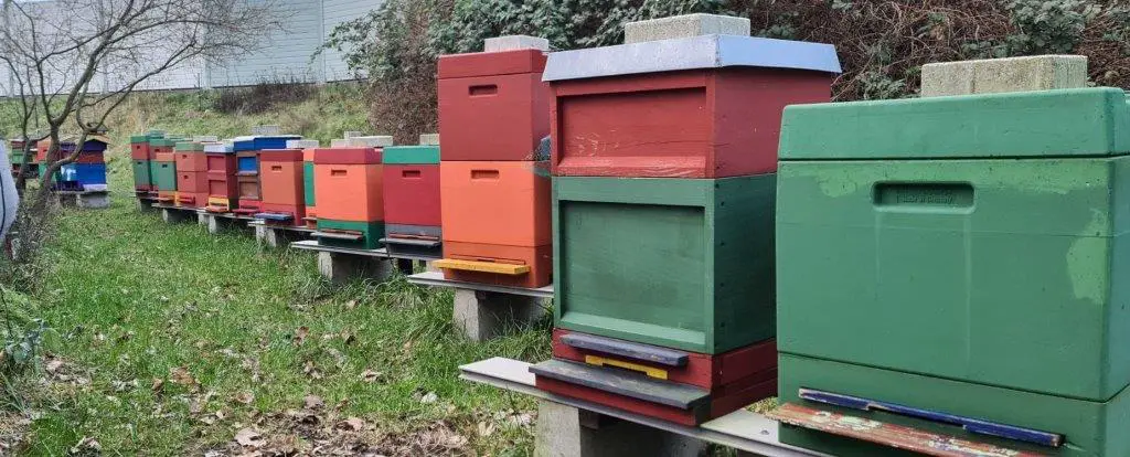 Bienenstöcke — bunte Magazinbeuten in Krummendorf