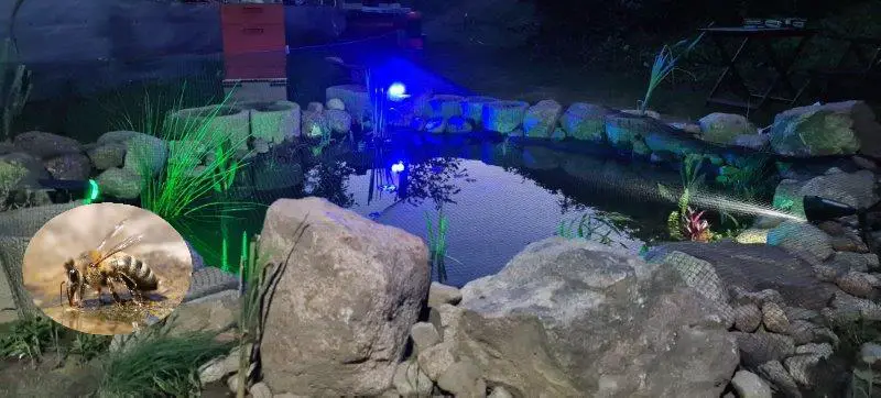 Bienenteich in der Imkerei Krummendorf
